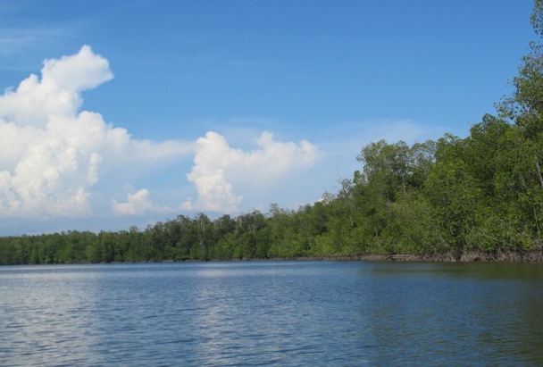 Hutan Bakau Rawa Aopa