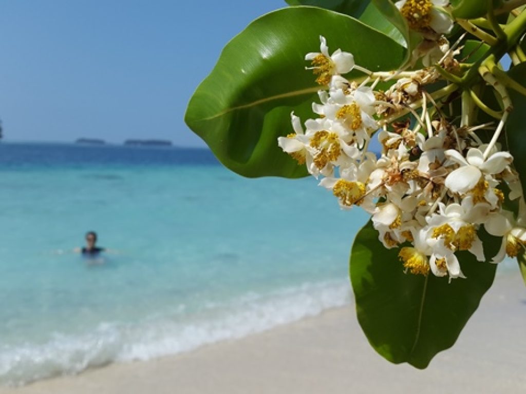 Pulau Bintang Kepulauan Seribu (8)